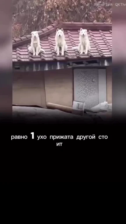 Three white cats sitting side-by-side on a tiled roof looking forward, with a caption in Russian.