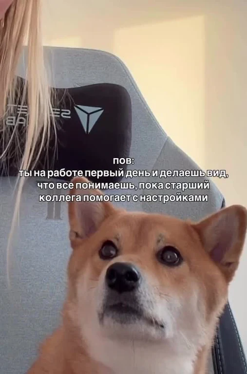 Shiba Inu dog sitting in front of a gaming chair with a person, representing pretending to understand at work