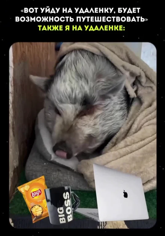 dog sleeping with laptop and snacks