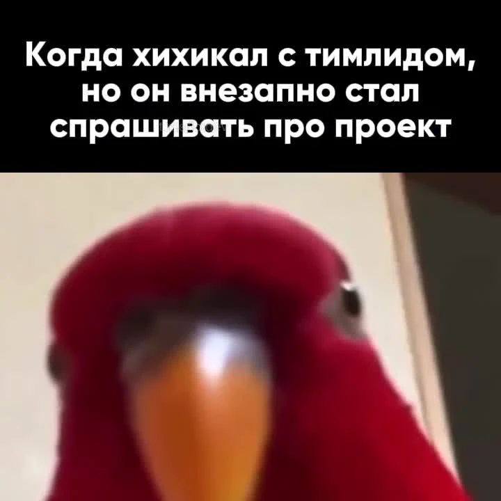Red bird meme with surprised expression