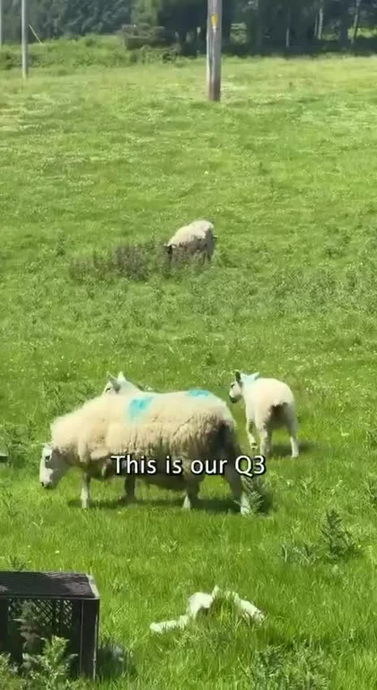 Sheep in a green field with blue markings and the text 'This is our Q3'