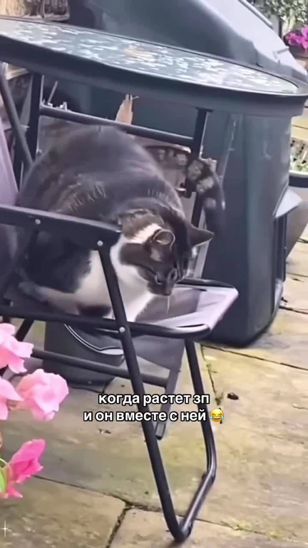 cat sitting on small chair with russian caption
