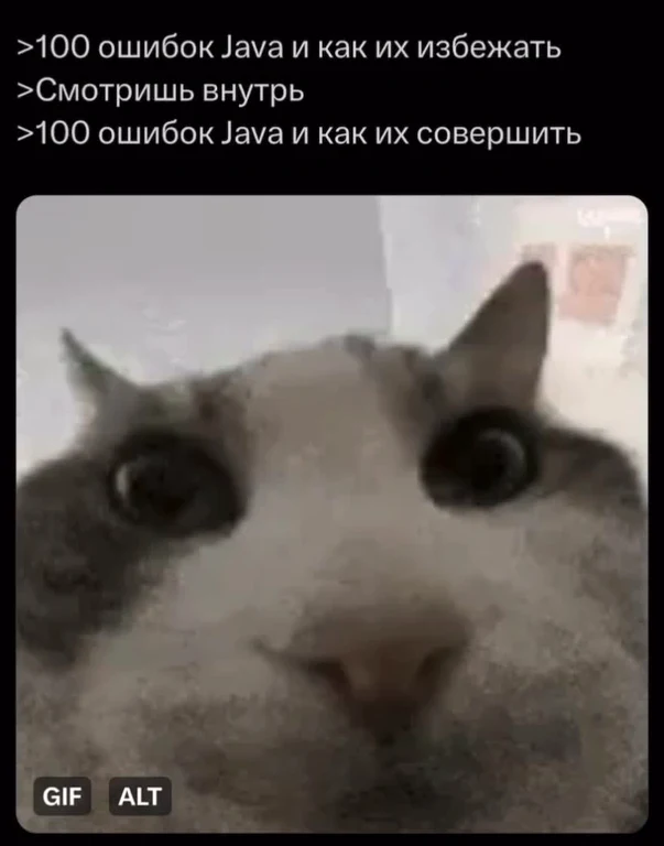 surprised cat with caption about java errors