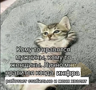 kitten on a cushion with russian text overlay