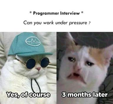 cat meme about programmer interview