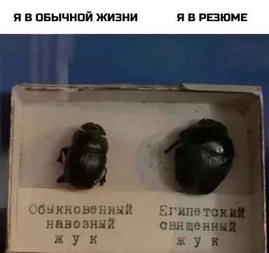 Two beetles in a box with Russian labels, representing a humorous comparison between real life and resume