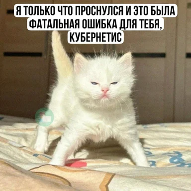 angry white cat with caption about kubernetes fatal error