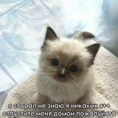 kitten meme about not knowing c++