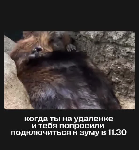 Sloth sleeping on another sloth with russian caption about remote work and zoom meeting