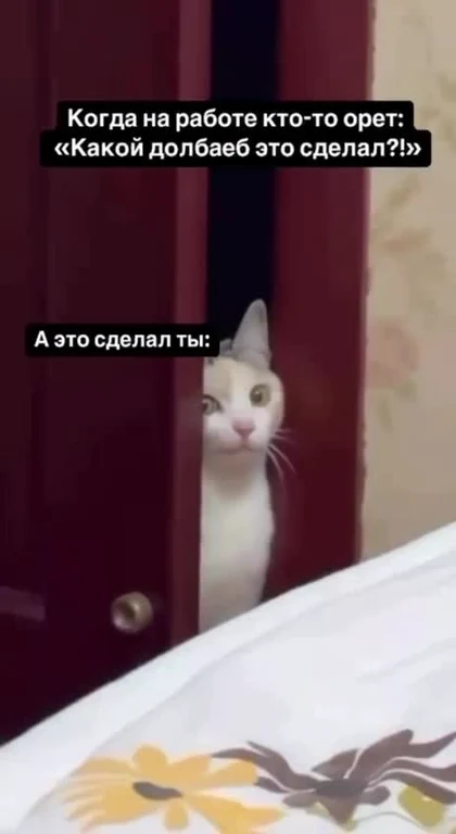 A white cat peeking out from behind a door with a guilty expression, used in a meme about taking responsibility at work.