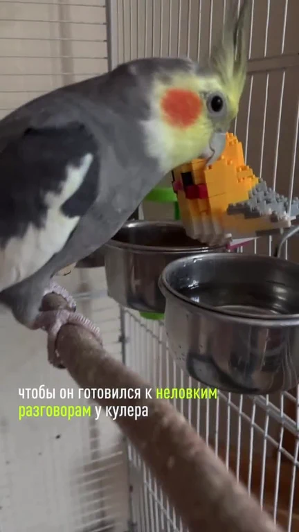 Cockatiel bird in a cage with a Lego toy, Russian text about awkward conversations