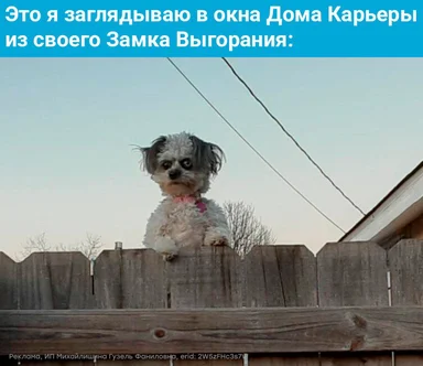 small white and black dog peeking over a wooden fence