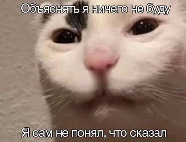 cat meme with russian text