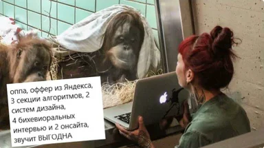 Woman looking at laptop with orangutans in background and russian text about yandex job offer