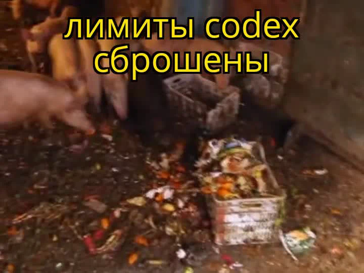 Свиньи едят мусор в ящиках, текст на русском: лимиты codex сброшены