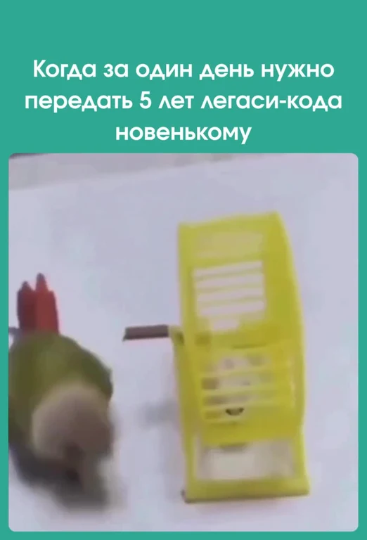 parrot crashing into a yellow object