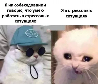 cat in sunglasses and hat next to stressed cat