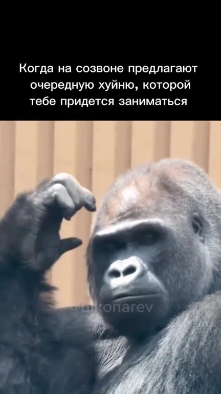 gorilla meme about pointless meeting task