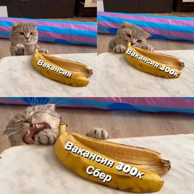 cat reacts to job vacancy
