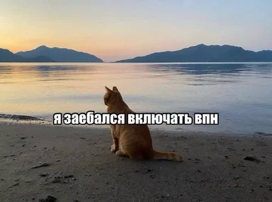 cat on beach looking out at water with mountains in background