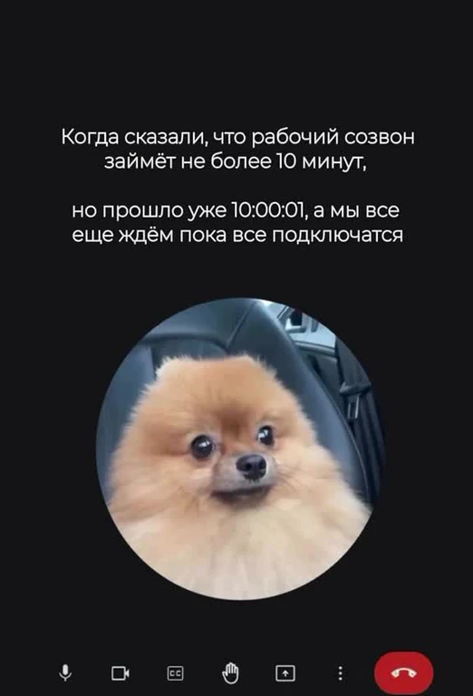 Pomeranian dog on a video call waiting