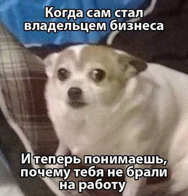 dog with a surprised expression and russian text overlay