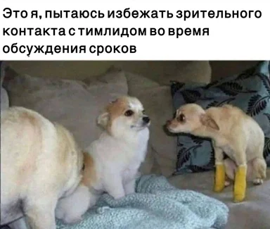 Two chihuahua dogs sitting on a couch with a caption about avoiding eye contact with a team lead during deadline discussions