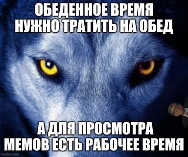 angry wolf face with russian caption about work and memes