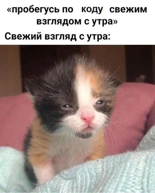 kitten with a puzzled expression