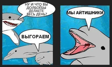 Dolphins talking about burnout