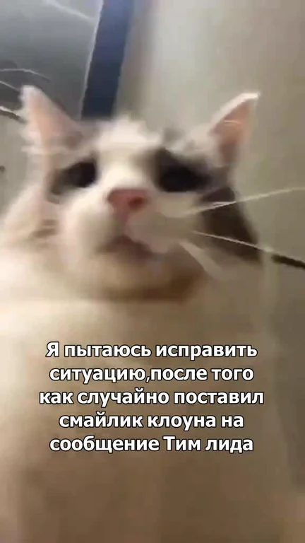 cat with shocked expression and russian text about accidentally adding clown emoji to team lead message