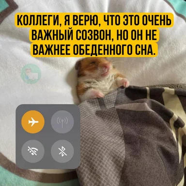 hamster sleeping on pillow with phone on airplane mode