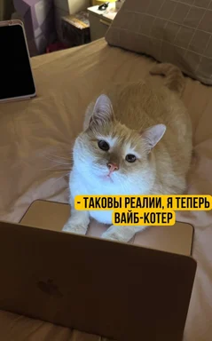 Рыжий кот лежит на кровати перед ноутбуком с подписью «такковы реалии, я теперь вайб-котер»