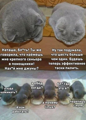 kitten meme about senior and junior developer