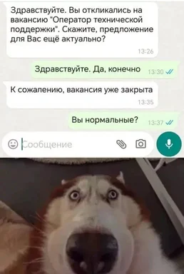 Surprised husky dog with shocked expression