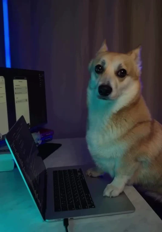 Close-up of a dog with wide eyes sitting in front of a laptop and monitor on a desk.