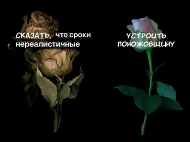 Two roses on a black background with a contrast between a wilted and a fresh rose, symbolizing the consequences of unrealistic deadlines.