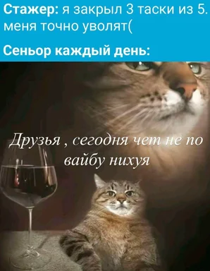 cat with a glass of wine, disappointed cat