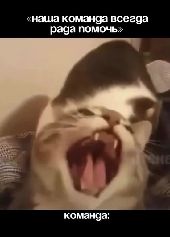 angry cat with open mouth and russian text