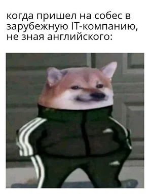 Shiba Inu dog in tracksuit looking confused