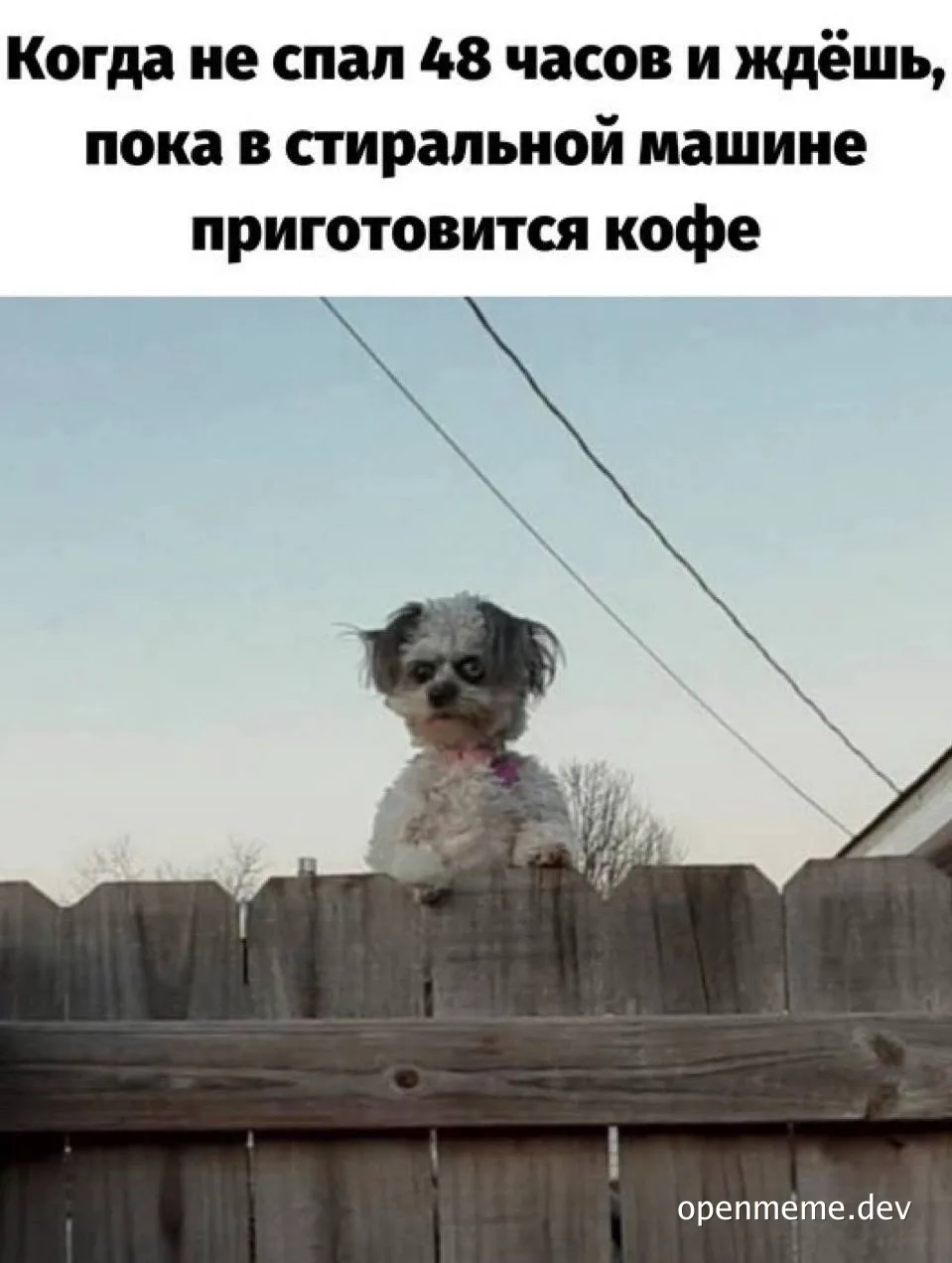 tired dog on fence looking for coffee