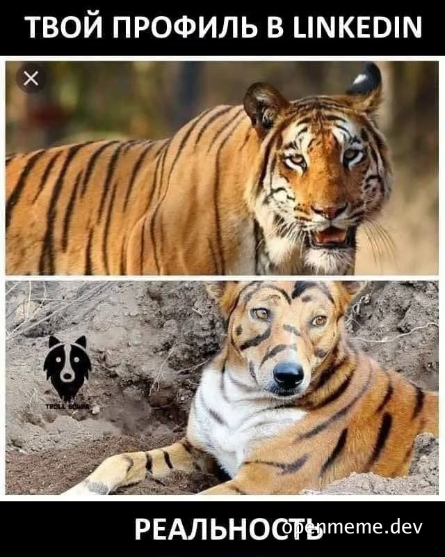 Tiger and dog meme about LinkedIn profile
