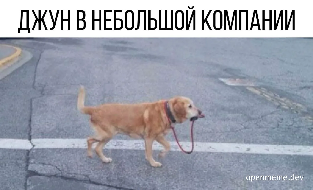 A dog on a leash standing on a road with a white line