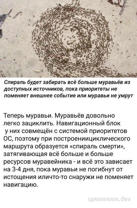 An image of ants in a spiral pattern with a caption in Russian