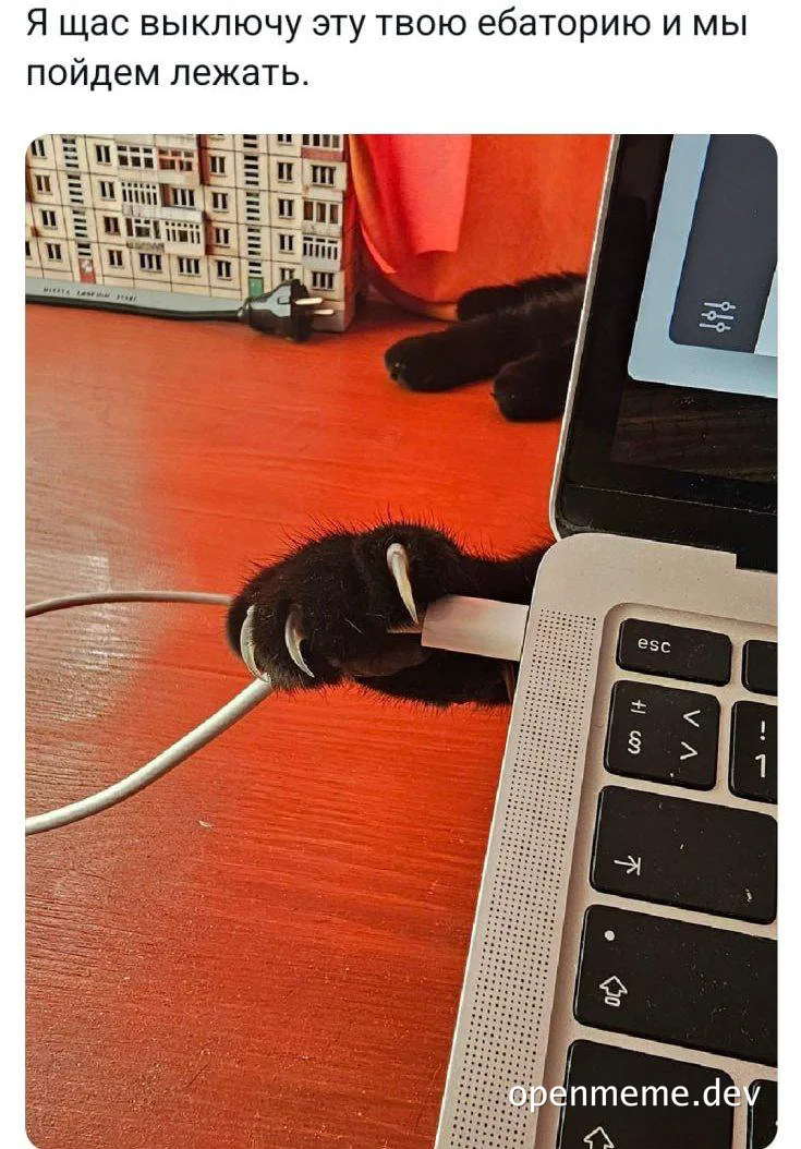 cat holds usb cord in paw next to laptop keyboard