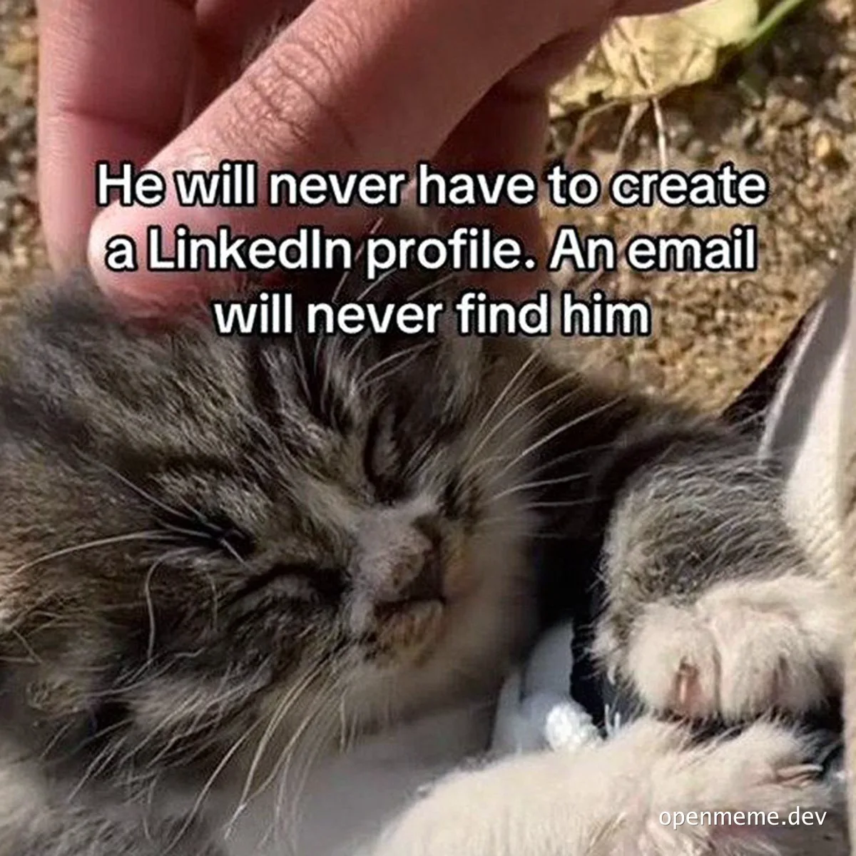a meme of a cat with the caption 'He will never have to create a LinkedIn profile. An email will never find him'