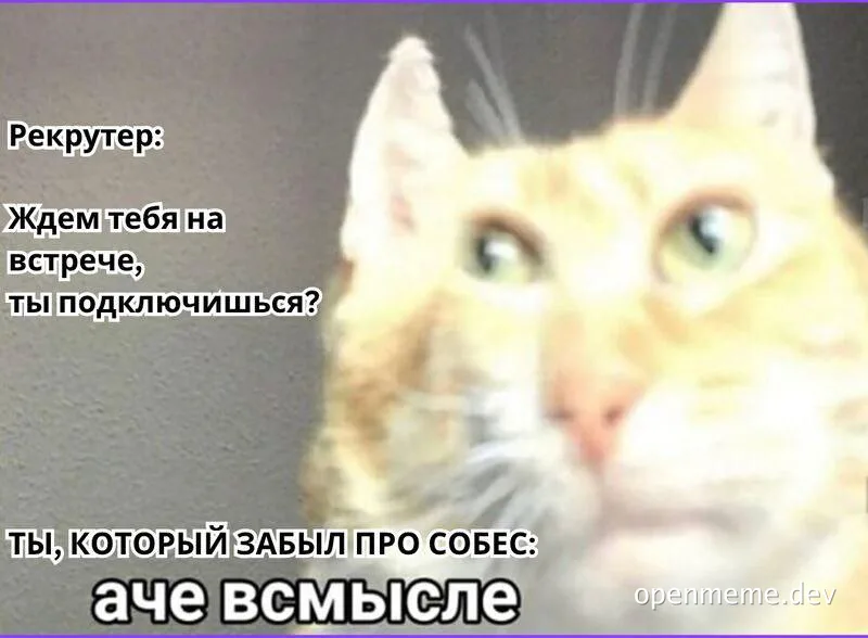 Surprised cat meme with Russian text about forgetting a job interview