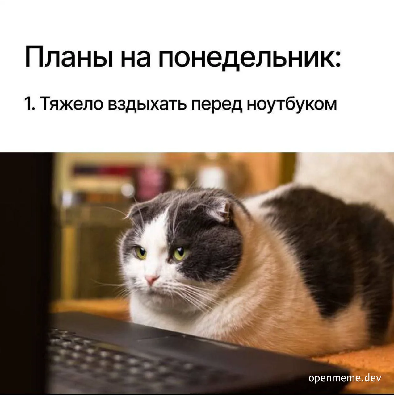 cat sitting in front of laptop looking stressed