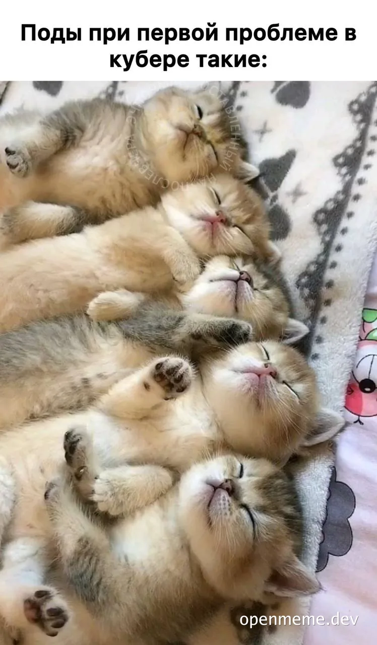 kittens sleeping on their backs