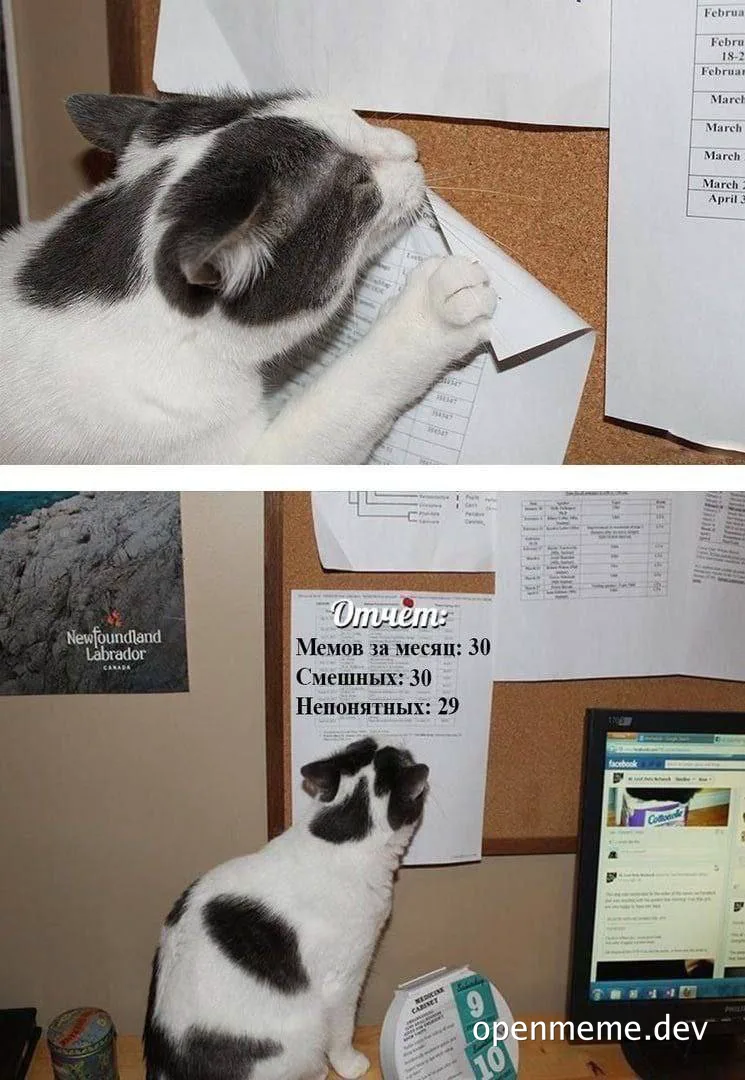 cat looking at report on corkboard